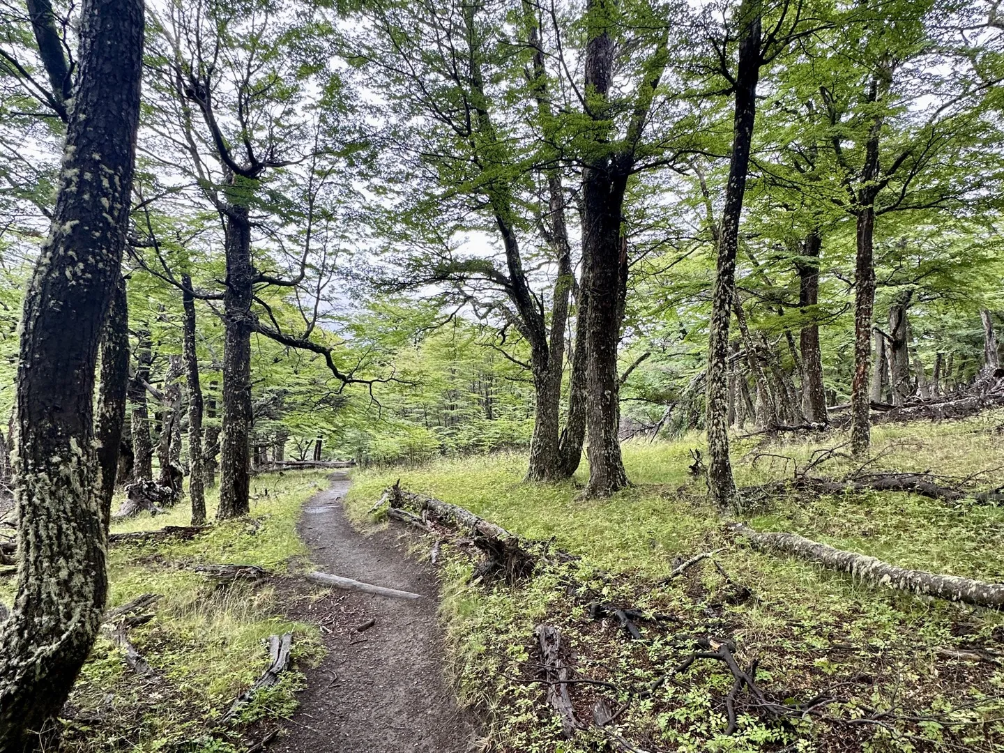 The dirt trail winding through beech forest between De Agostini and Poincenot