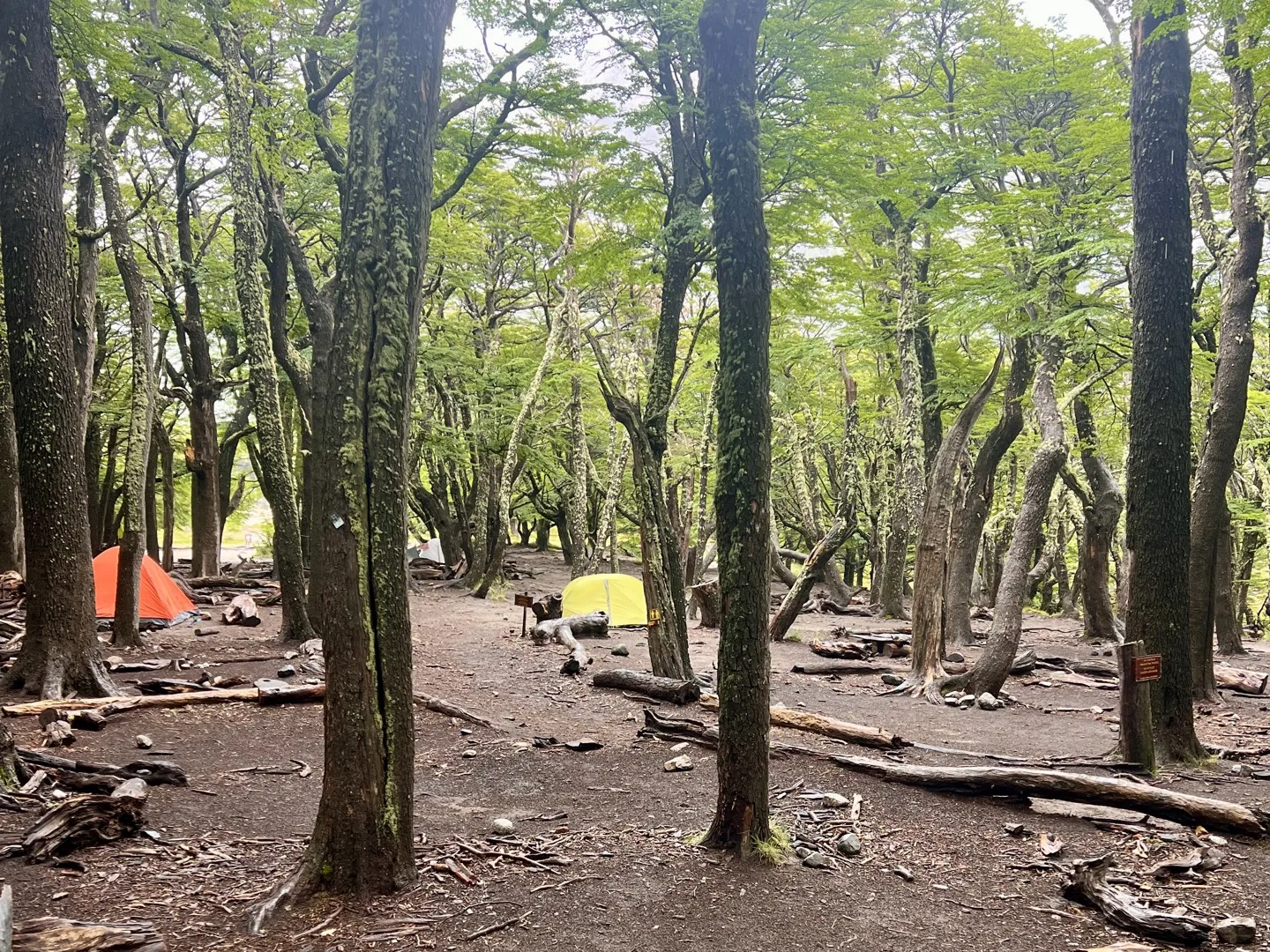 Orange and yellow tents pitched between the trees at Campamento Poincenot