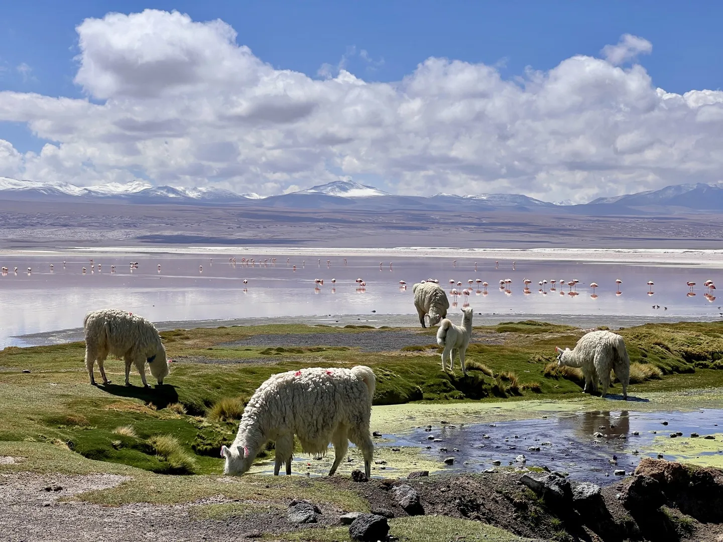 Llamas grazing on the shore of Laguna Colorada with flamingos wading in the red lake behind