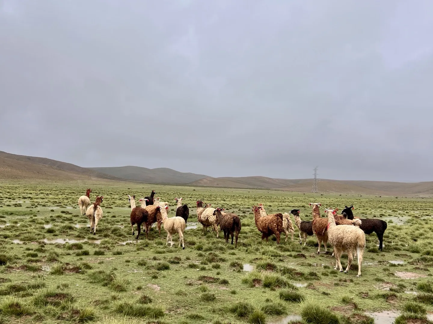 A herd of llamas grazing on wet green pasture at Awana Pampa under a grey altiplano sky
