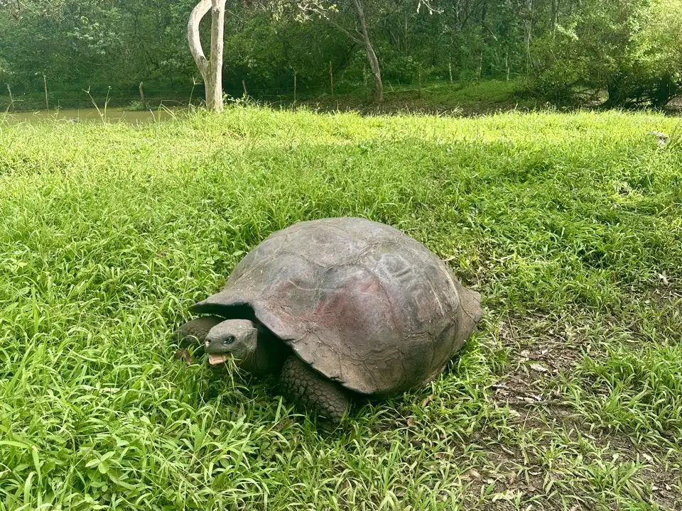 A giant tortoise grazing in long green grass in the Galápagos