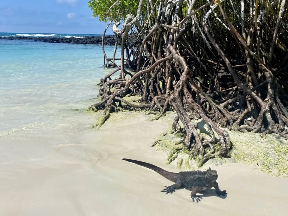 A marine iguana crossing white sand beside the tangled roots of a mangrove, with the sea behind