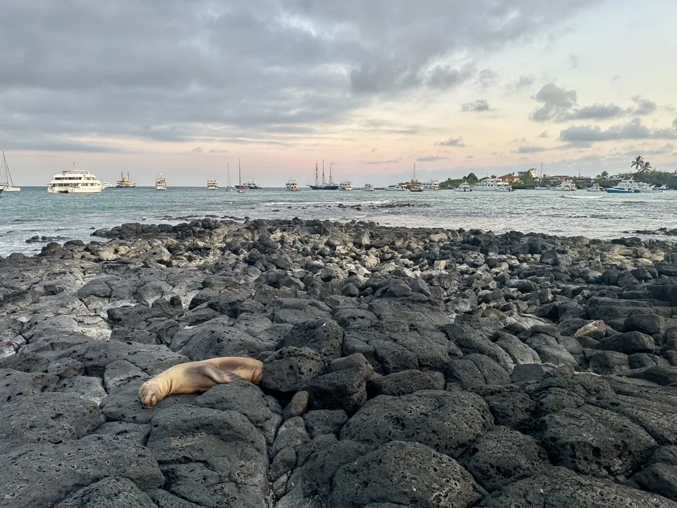 A sea lion asleep on black lava rocks at sunset, with boats anchored in the bay behind