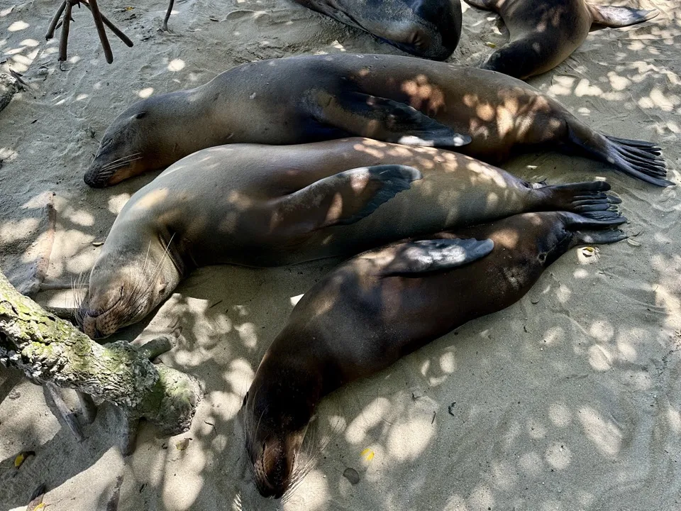 Sea lions sleeping together on the sand in dappled shade
