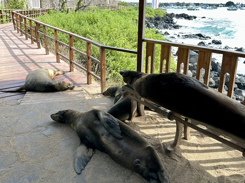 Sea lions asleep on a boardwalk and under a bench beside the rocky shore on San Cristóbal