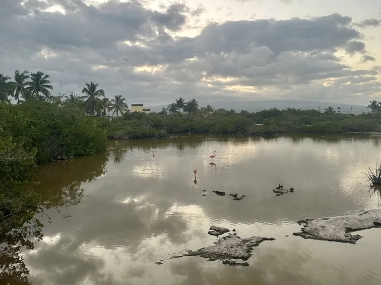 Flamingos wading in a shallow lagoon near Puerto Villamil
