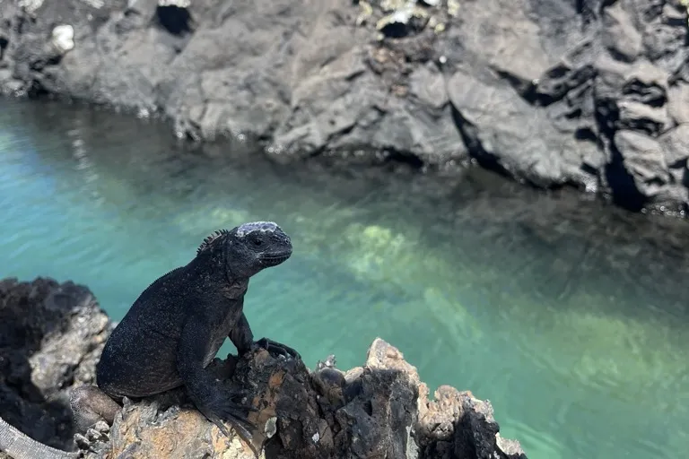 A marine iguana on black lava beside a turquoise channel at Las Tintoreras