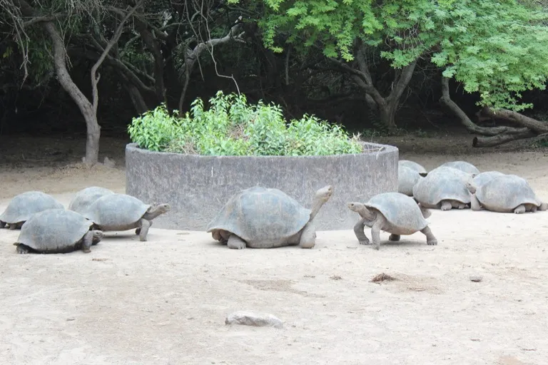 Giant tortoises in a shaded enclosure at the Arnaldo Tupiza breeding centre in Puerto Villamil