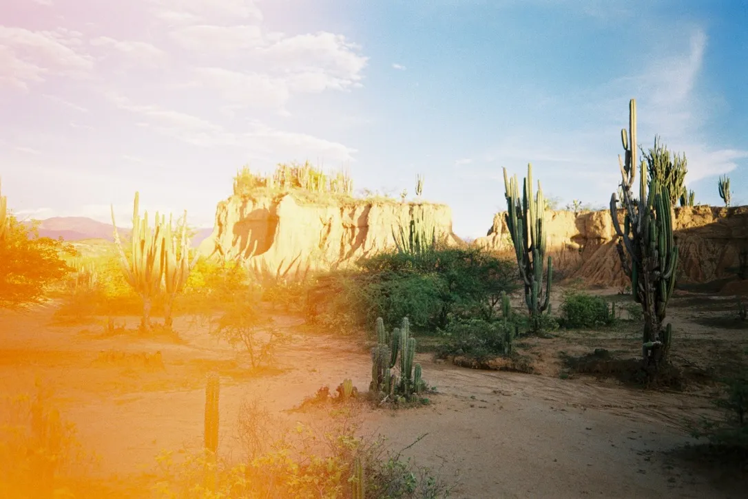 Golden light and cacti in the Tatacoa Desert, Colombia