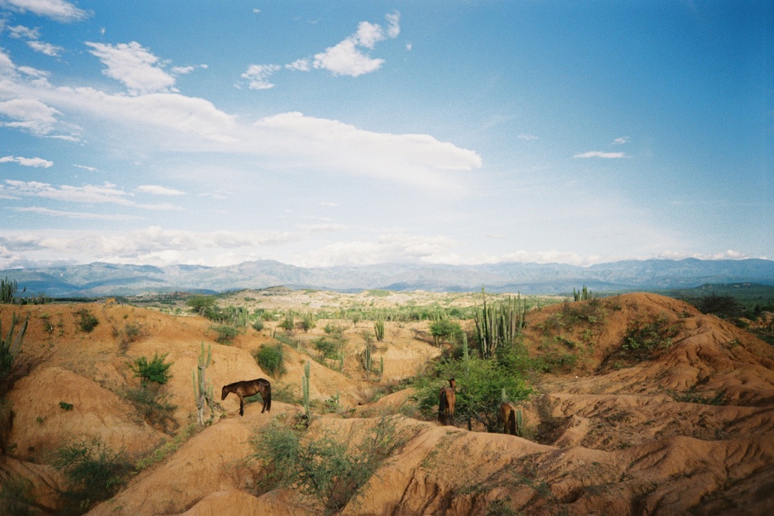 Wild horses grazing in the Tatacoa Desert, Colombia