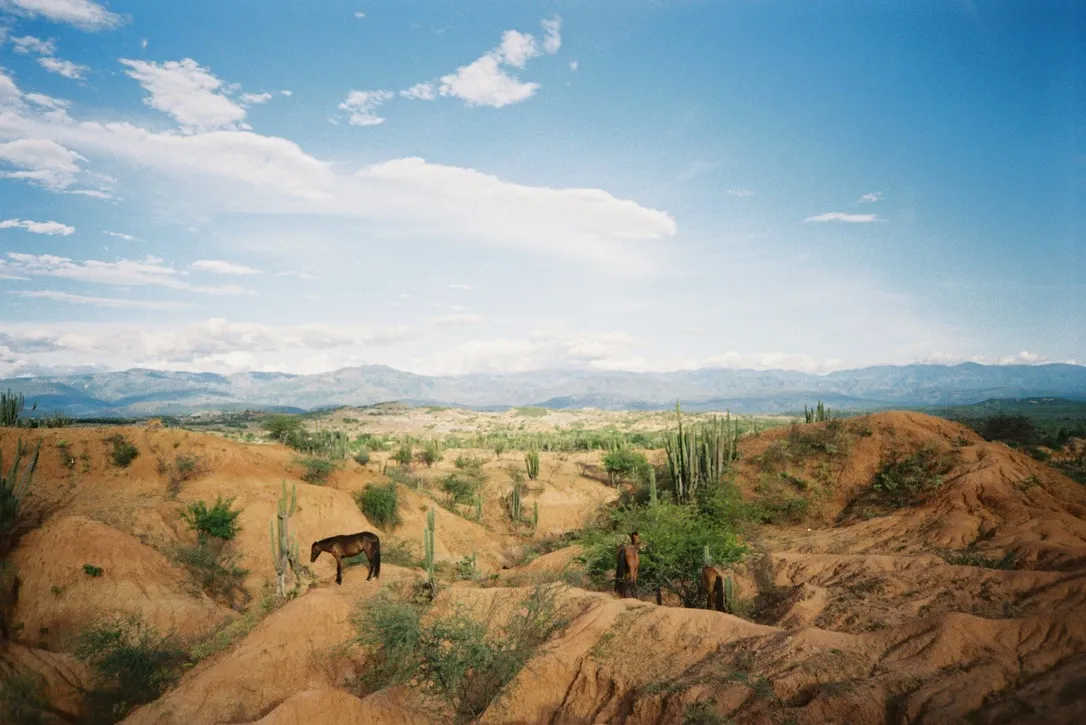 Wild horses grazing in the Tatacoa Desert, Colombia