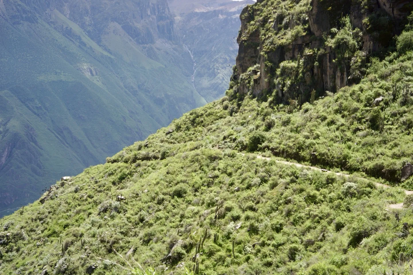 Narrow trail traversing the steep green slope on the descent into the Colca Canyon