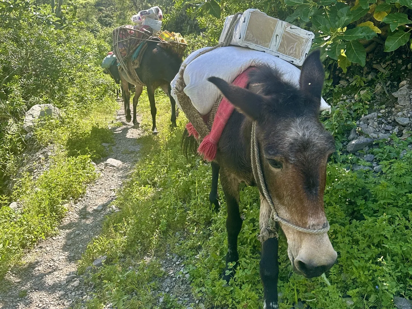 Pack mules carrying supplies along the trail through the Colca Canyon