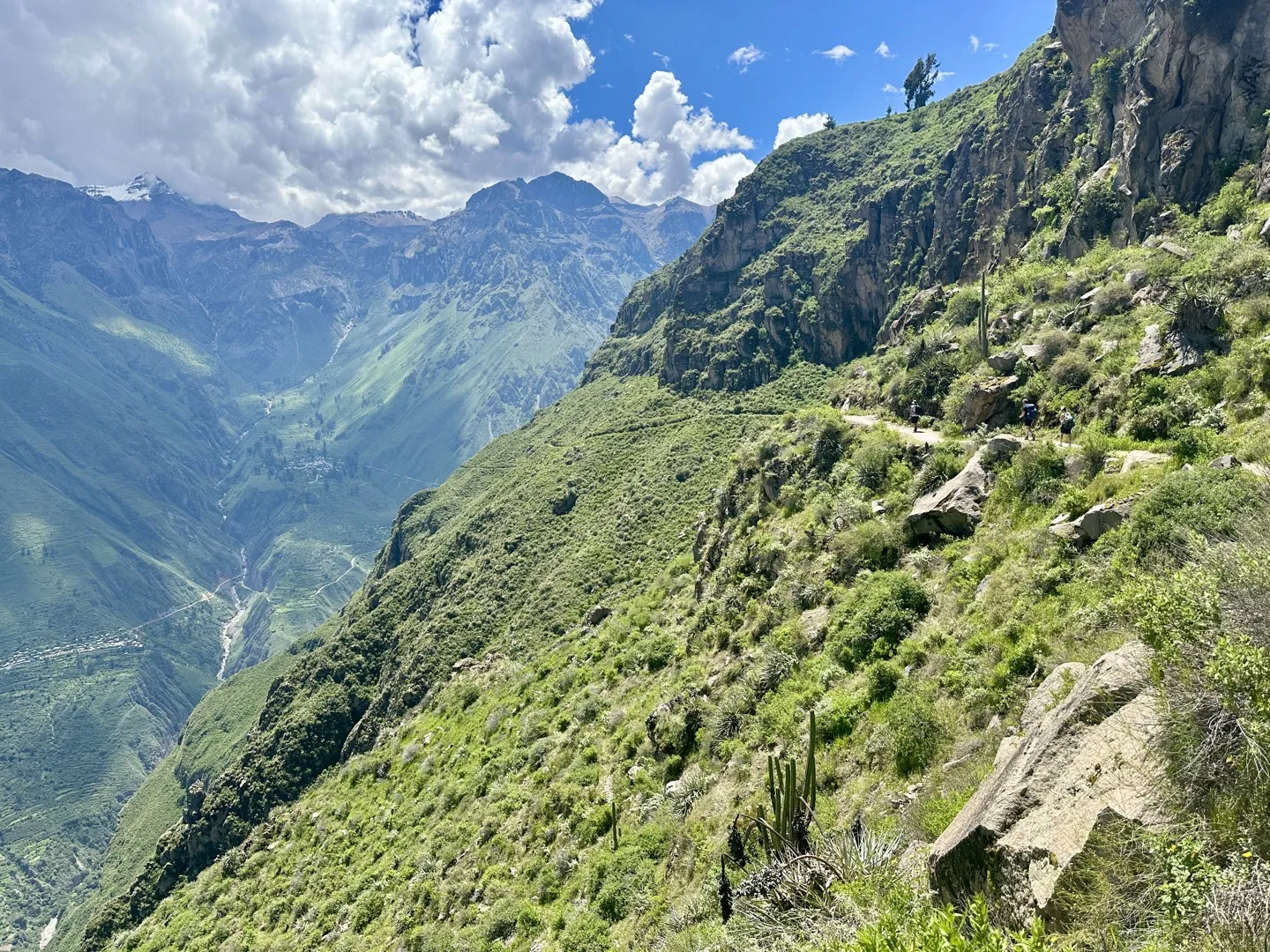 Trail cut into the canyon wall with cactus and snow-capped peaks on the Colca Canyon trek