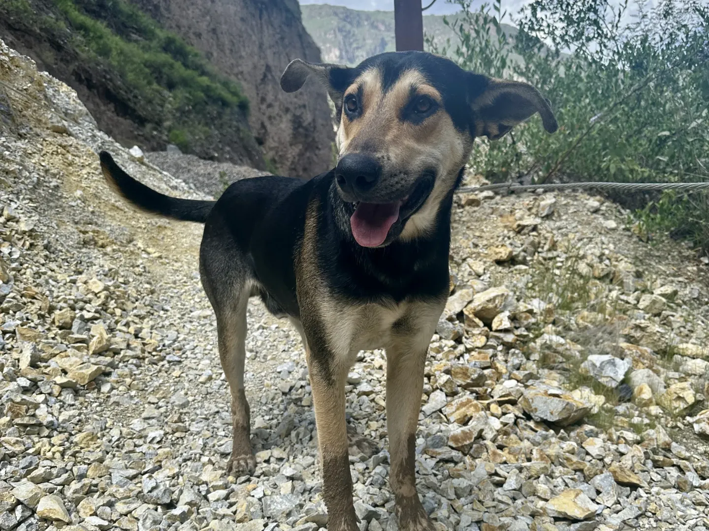 Friendly stray dog on the rocky trail down to Sangalle on the Colca Canyon trek