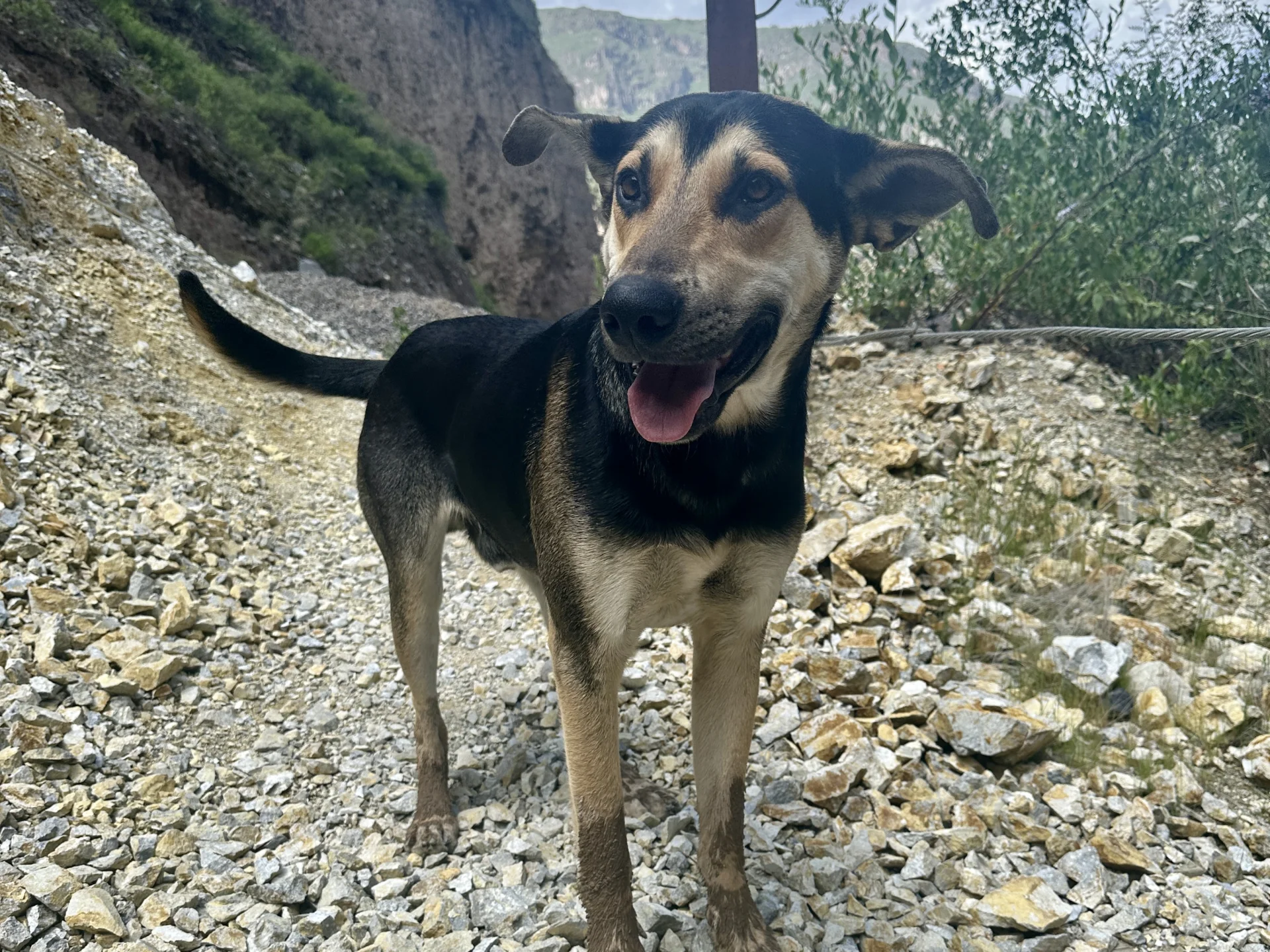 Friendly stray dog on the rocky trail down to Sangalle on the Colca Canyon trek