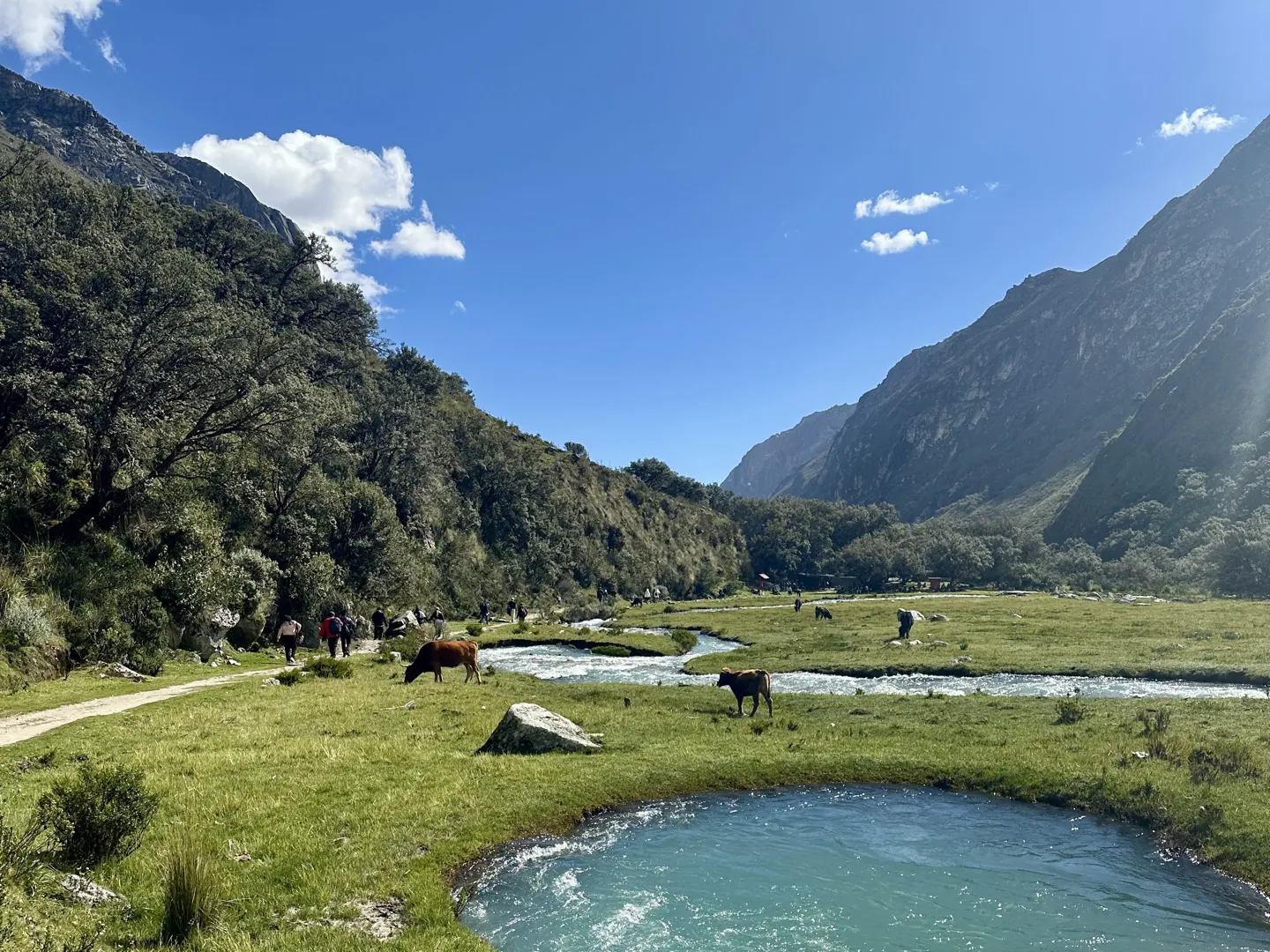 Hikers on the flat opening section of the Laguna 69 trail, cows grazing beside the braided glacial river