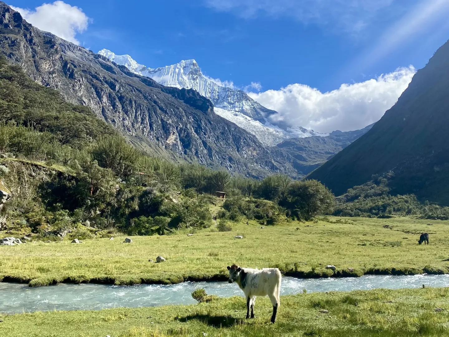 A cow standing beside the glacial river on the green valley floor near the Laguna 69 trailhead, snow-capped peaks behind