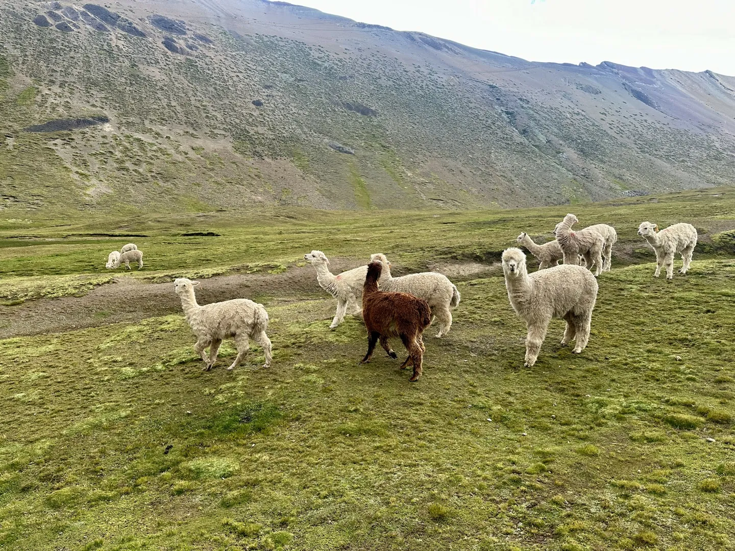 Herd of alpacas grazing on green highland pasture near Rainbow Mountain
